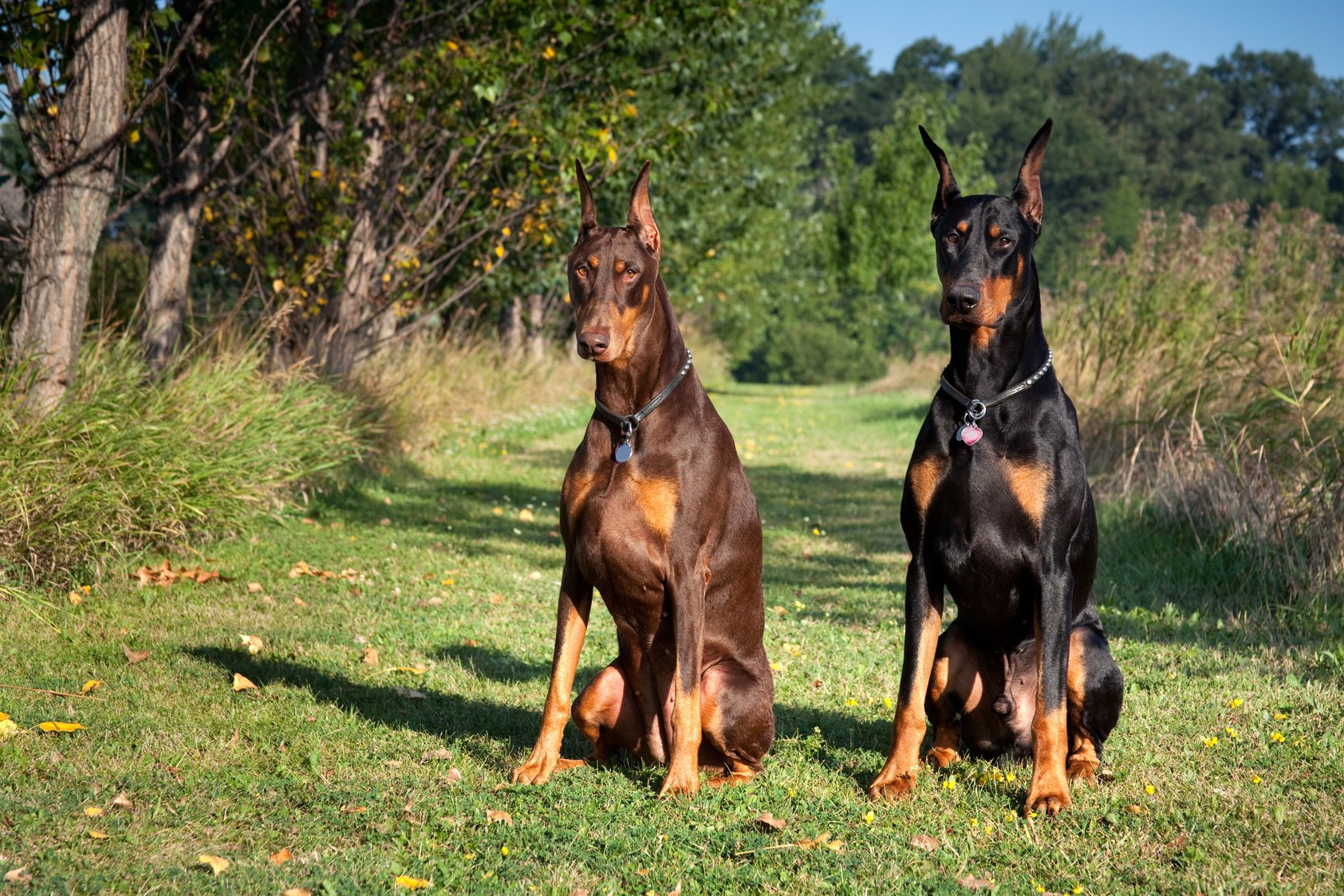 Homeland Security; Dobermann Pinscher Guard Dog Patrol Team Outdoors